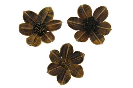 3 Fleurs " Nénuphar ".